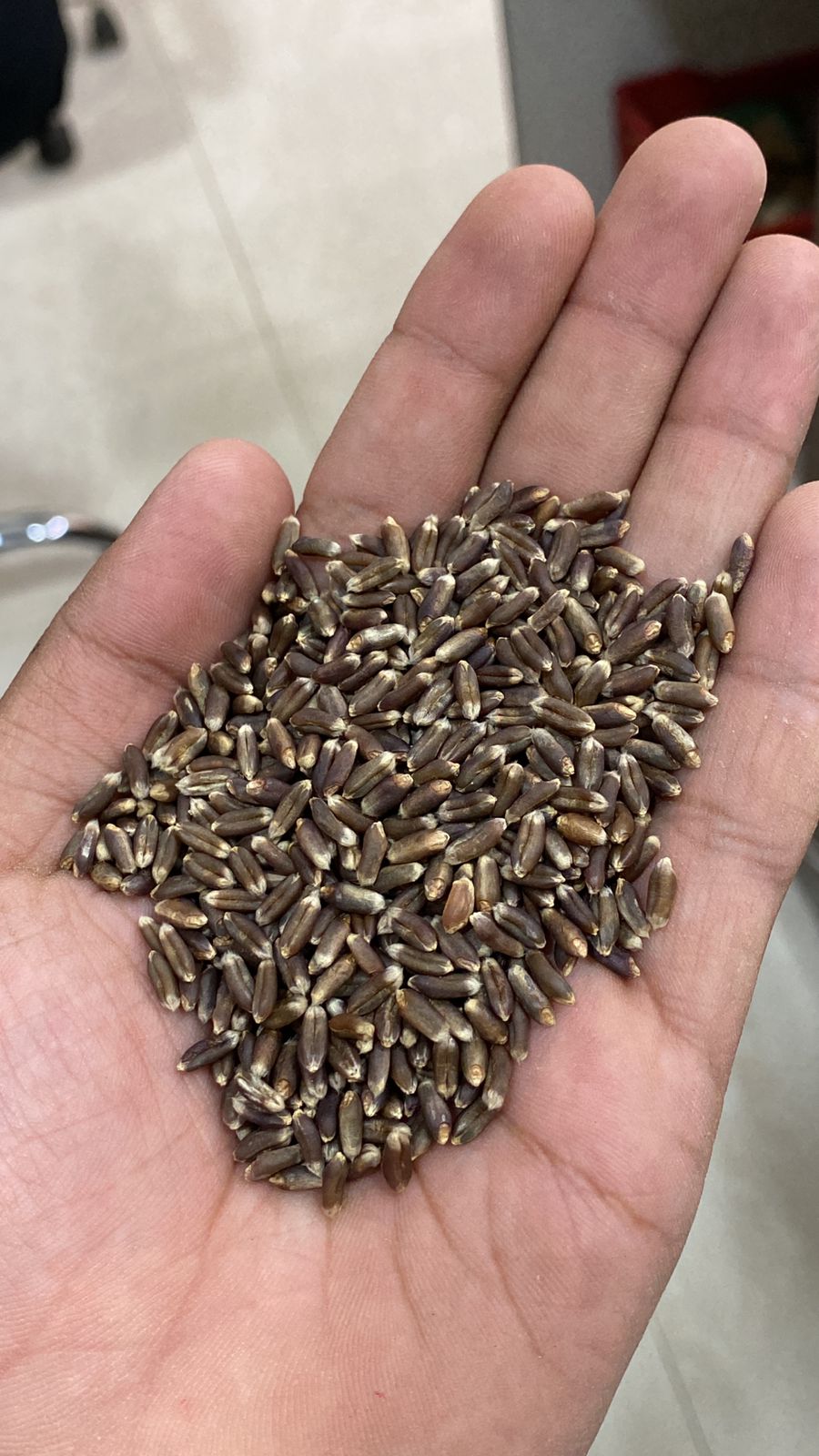 Black Wheat